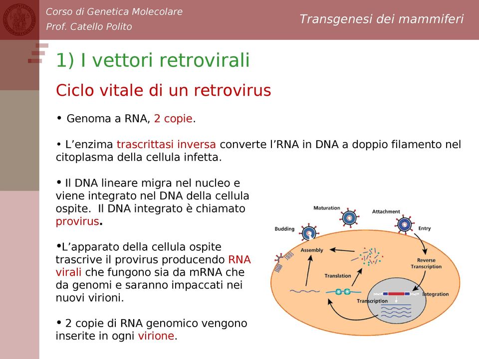 Il DNA lineare migra nel nucleo e viene integrato nel DNA della cellula ospite. Il DNA integrato è chiamato provirus.