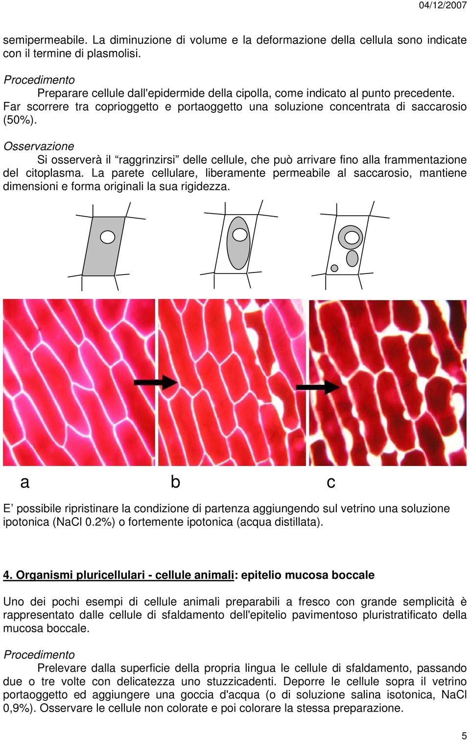 La parete cellulare, liberamente permeabile al saccarosio, mantiene dimensioni e forma originali la sua rigidezza.