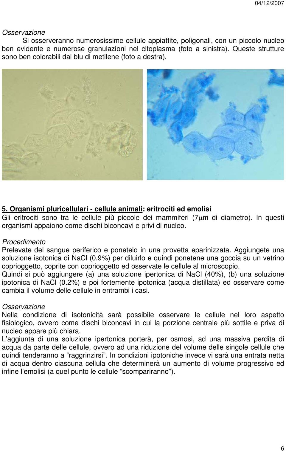 Organismi pluricellulari - cellule animali: eritrociti ed emolisi Gli eritrociti sono tra le cellule più piccole dei mammiferi (7µm di diametro).