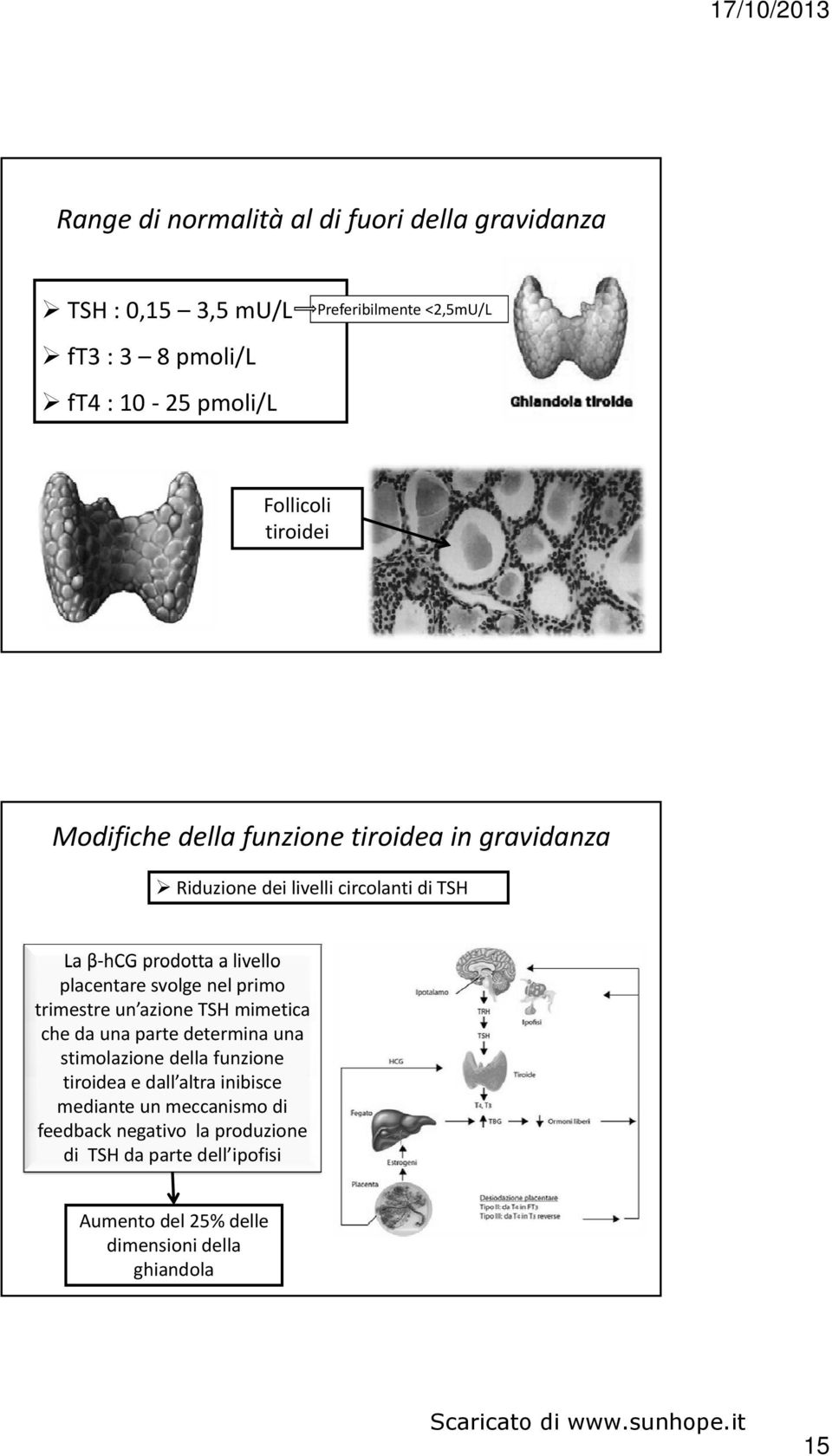 placentare svolge nel primo trimestre un azione TSH mimetica che da una parte determina una stimolazione della funzione tiroidea e dall