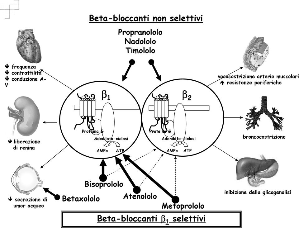 Adenilato-ciclasi AMPc ATP Proteina G Adenilato-ciclasi AMPc ATP broncocostrizione secrezione di umor