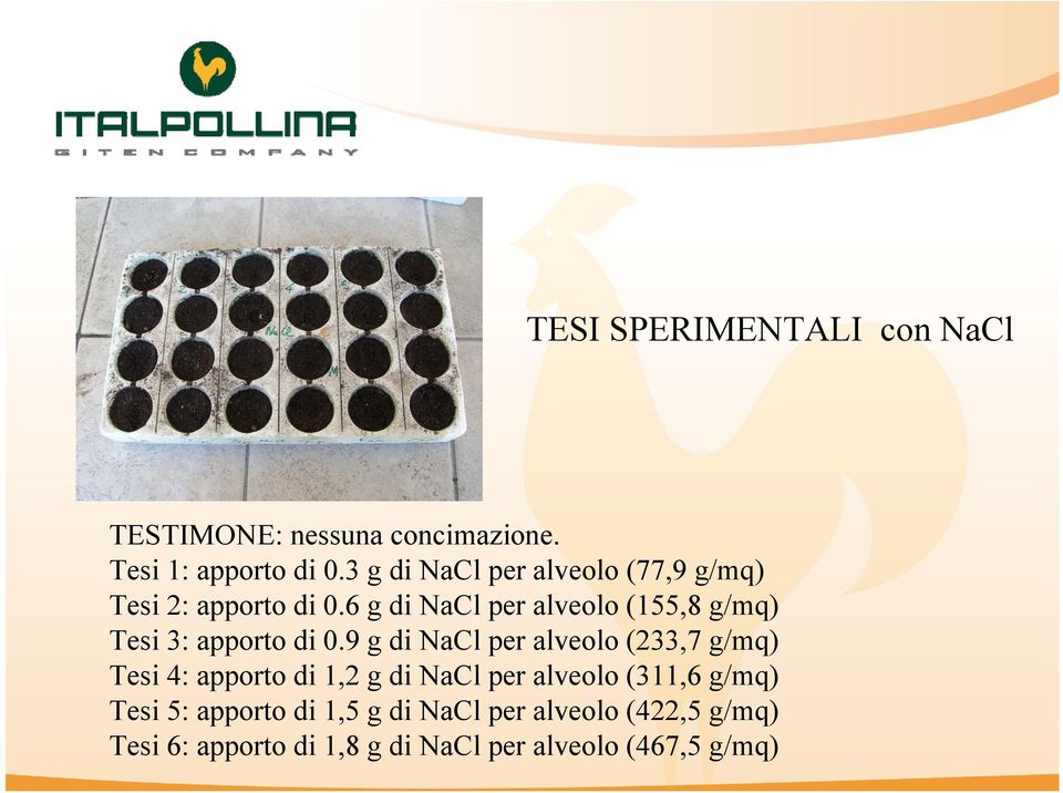 6 g di NaCl per alveolo (155,8 g/mq) Tesi 3: apporto di 0.