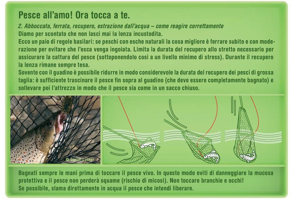 Limita la durata del recupero allo stretto necessario per assicurare la cattura del pesce (sottoponendolo così a un livello minimo di stress). Durante il recupero la lenza rimane sempre tesa.