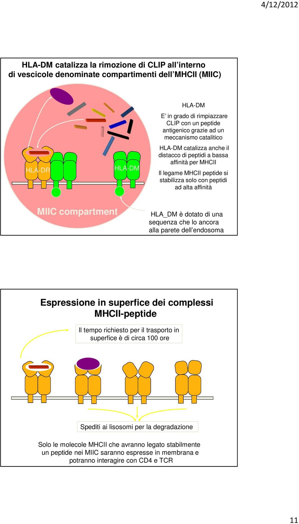 compartment HLA_DM è dotato di una sequenza che lo ancora alla parete dell endosoma Espressione in superfice dei complessi MHCII-peptide Il tempo richiesto per il trasporto in superfice è