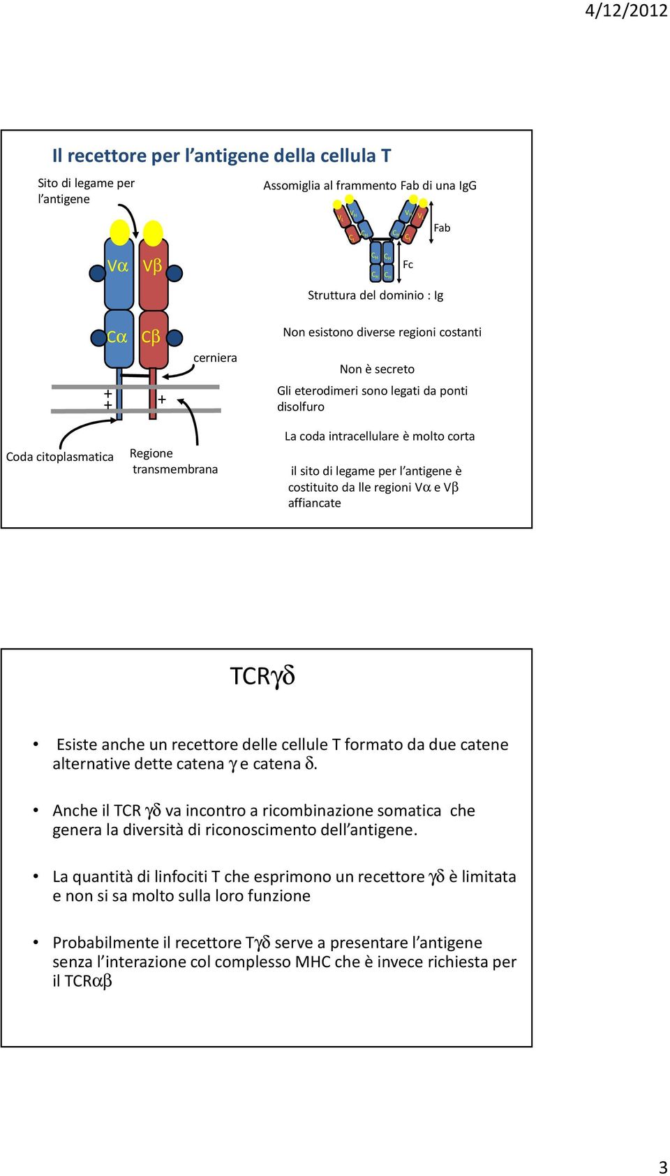 ilsitodi legameper l antigene è costituitoda lleregionivαe Vβ affiancate TCRγδ Esiste anche un recettore delle cellule T formato da due catene alternative dette catena γ e catena δ.