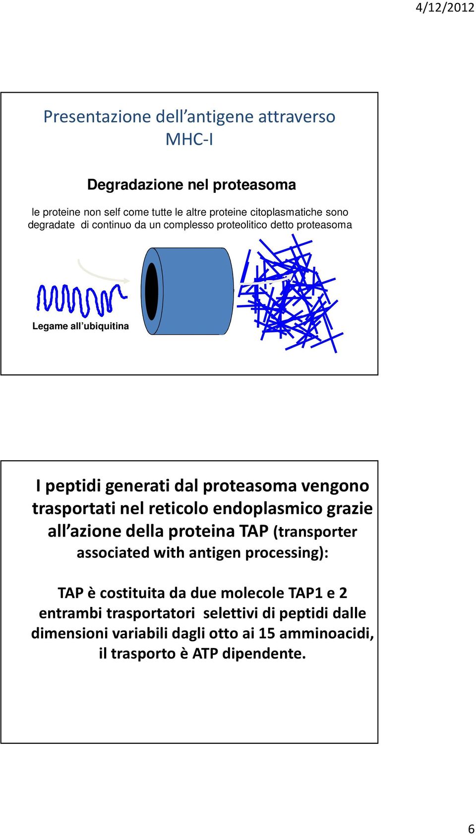 trasportatinelreticoloendoplasmicograzie all azionedellaproteinatap (transporter associated with antigen processing): TAP è costituitada due