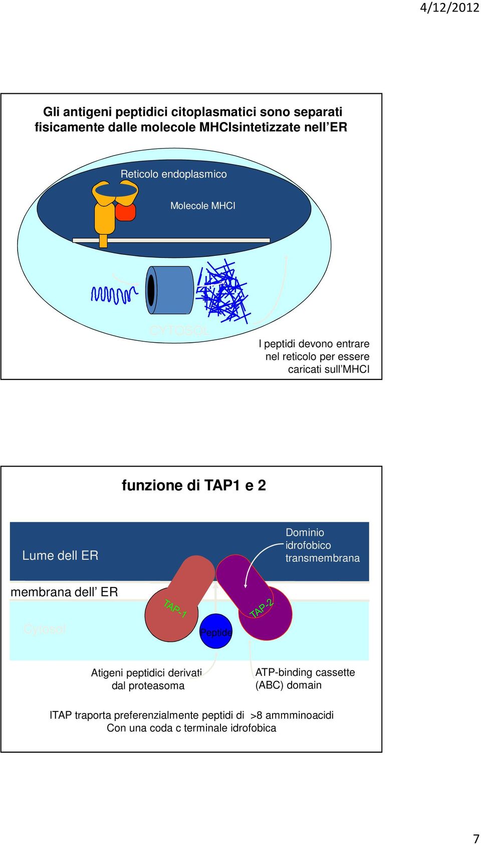 membrana ER membrane dell ER Peptide Dominio idrofobico transmembrana Cytosol Peptide Atigeni peptidici derivati dal proteasoma