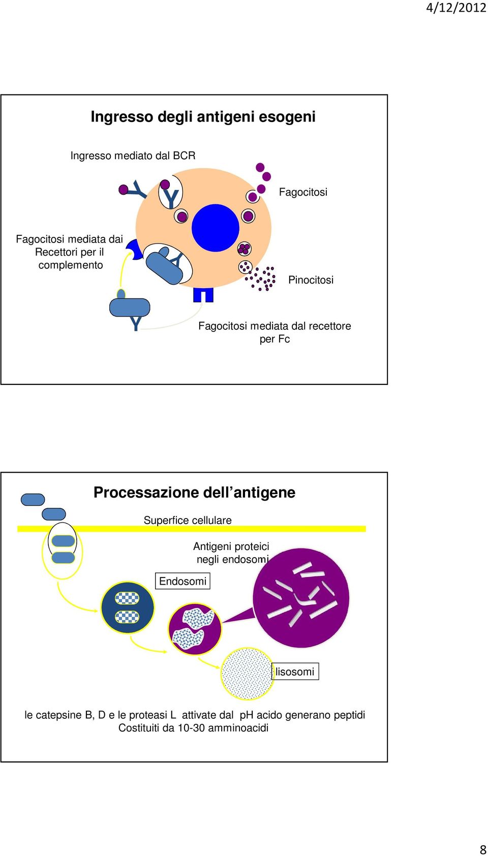 Processazione dell antigene Superfice cellulare Endosomi Antigeni proteici negli endosomi