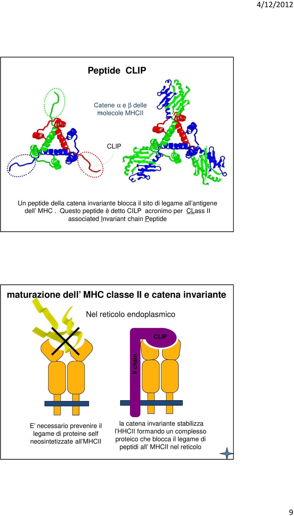 Questo peptide è detto CILP acronimo per CLass Ⅱ associated Invariant chain Peptide maturazione dell MHC classe II e catena