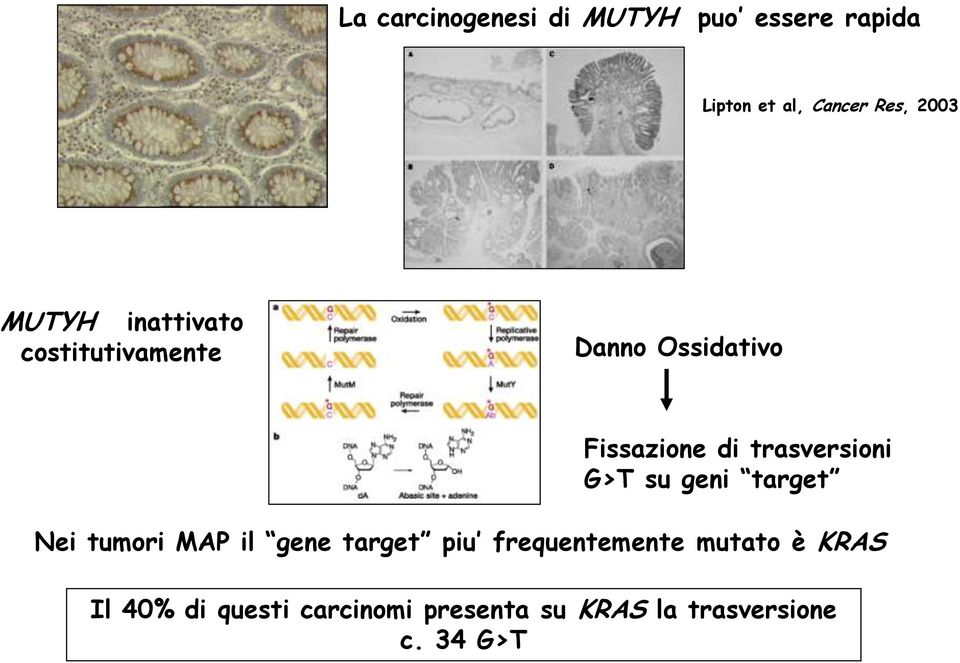 trasversioni su geni target Nei tumori MAP il gene target piu