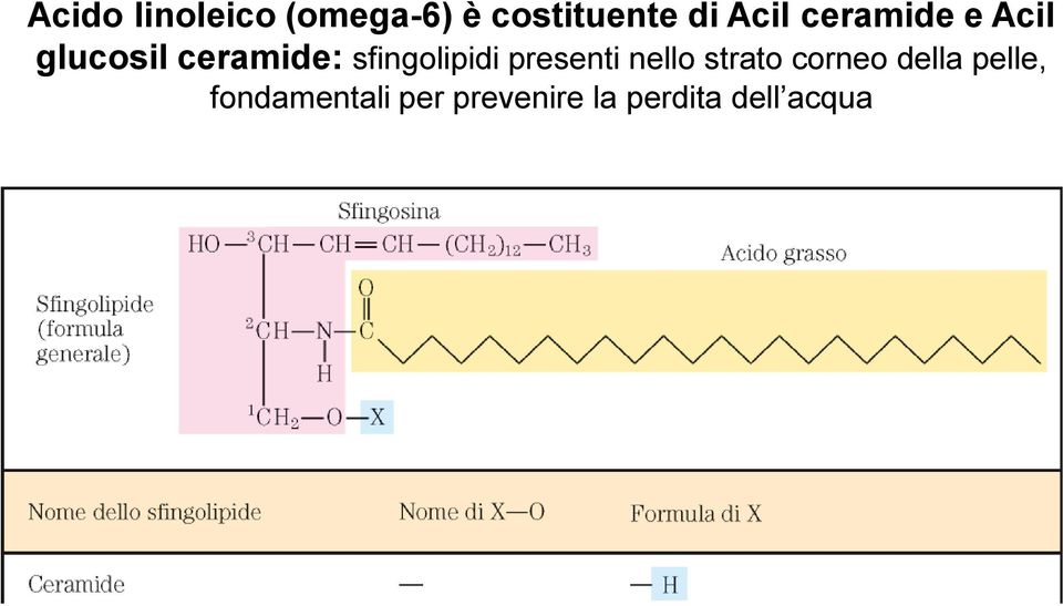 sfingolipidi presenti nello strato corneo