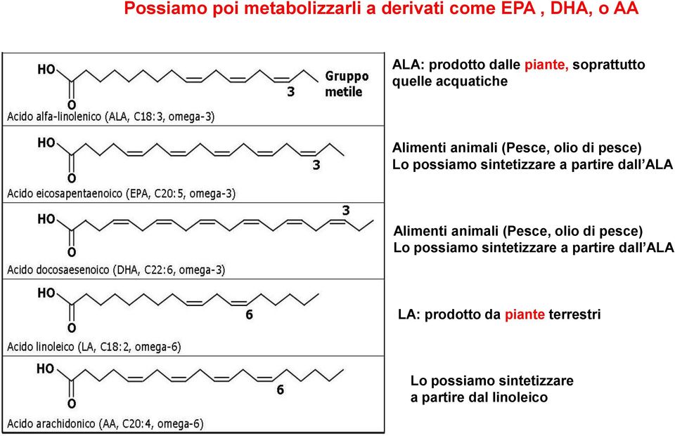 sintetizzare a partire dall ALA Alimenti animali (Pesce, olio di pesce) Lo possiamo