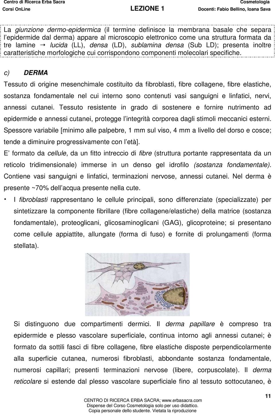 c) DERMA Tessuto di origine mesenchimale costituito da fibroblasti, fibre collagene, fibre elastiche, sostanza fondamentale nel cui interno sono contenuti vasi sanguigni e linfatici, nervi, annessi