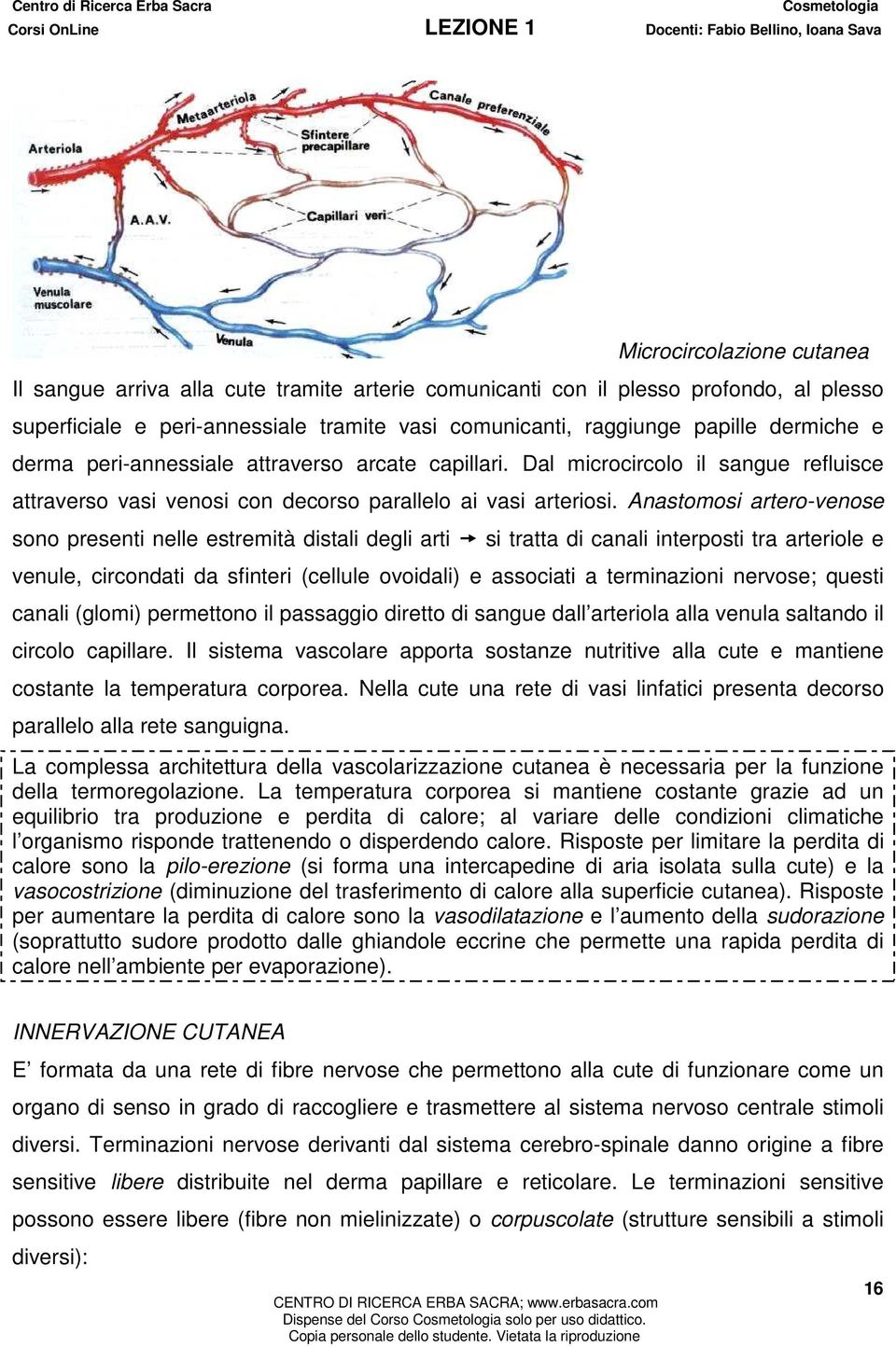 Anastomosi artero-venose sono presenti nelle estremità distali degli arti si tratta di canali interposti tra arteriole e venule, circondati da sfinteri (cellule ovoidali) e associati a terminazioni