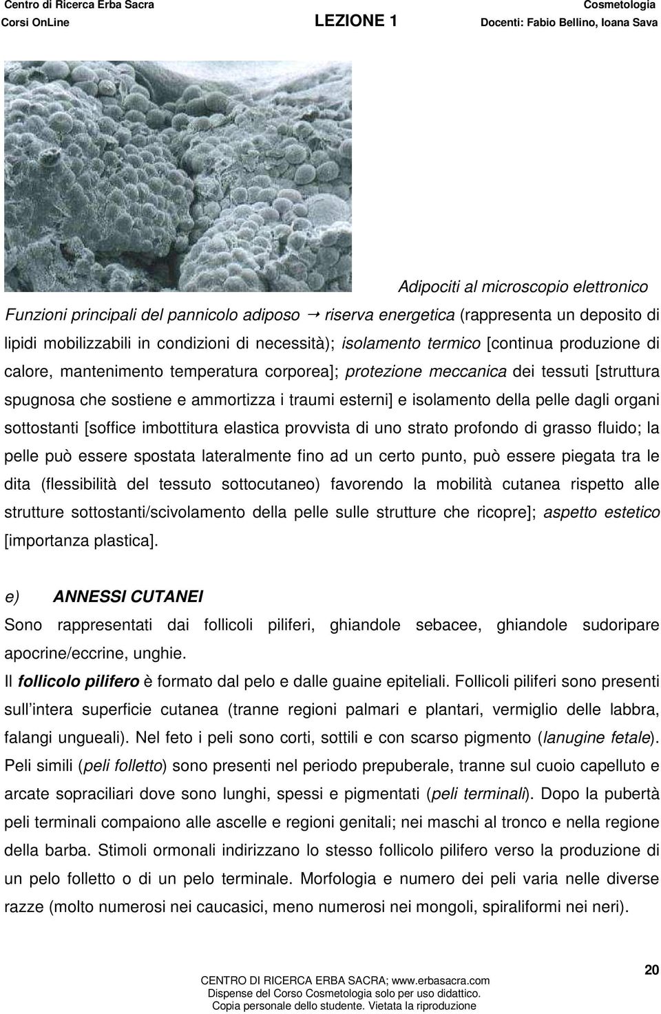 organi sottostanti [soffice imbottitura elastica provvista di uno strato profondo di grasso fluido; la pelle può essere spostata lateralmente fino ad un certo punto, può essere piegata tra le dita