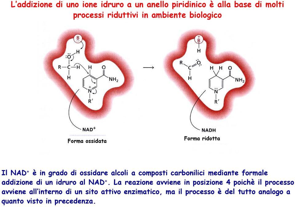 mediante formale addizione di un idruro al NAD +.