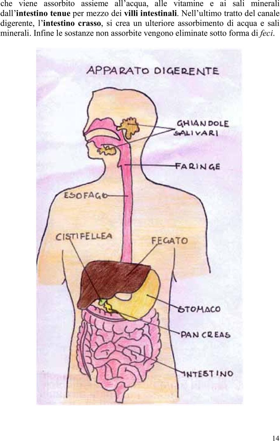 Nell ultimo tratto del canale digerente, l intestino crasso, si crea un