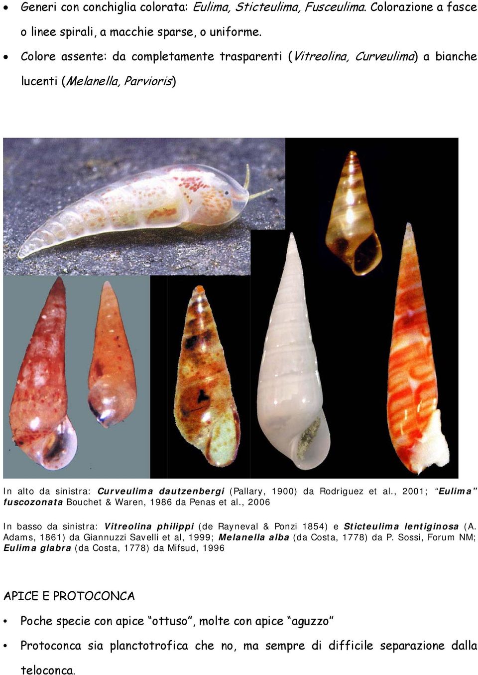 , 2001; Eulima fuscozonata Bouchet & Waren, 1986 da Penas et al., 2006 In basso da sinistra: Vitreolina philippi (de Rayneval & Ponzi 1854) e Sticteulima lentiginosa (A.