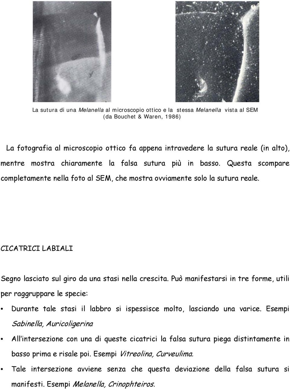 CICATRICI LABIALI Segno lasciato sul giro da una stasi nella crescita.