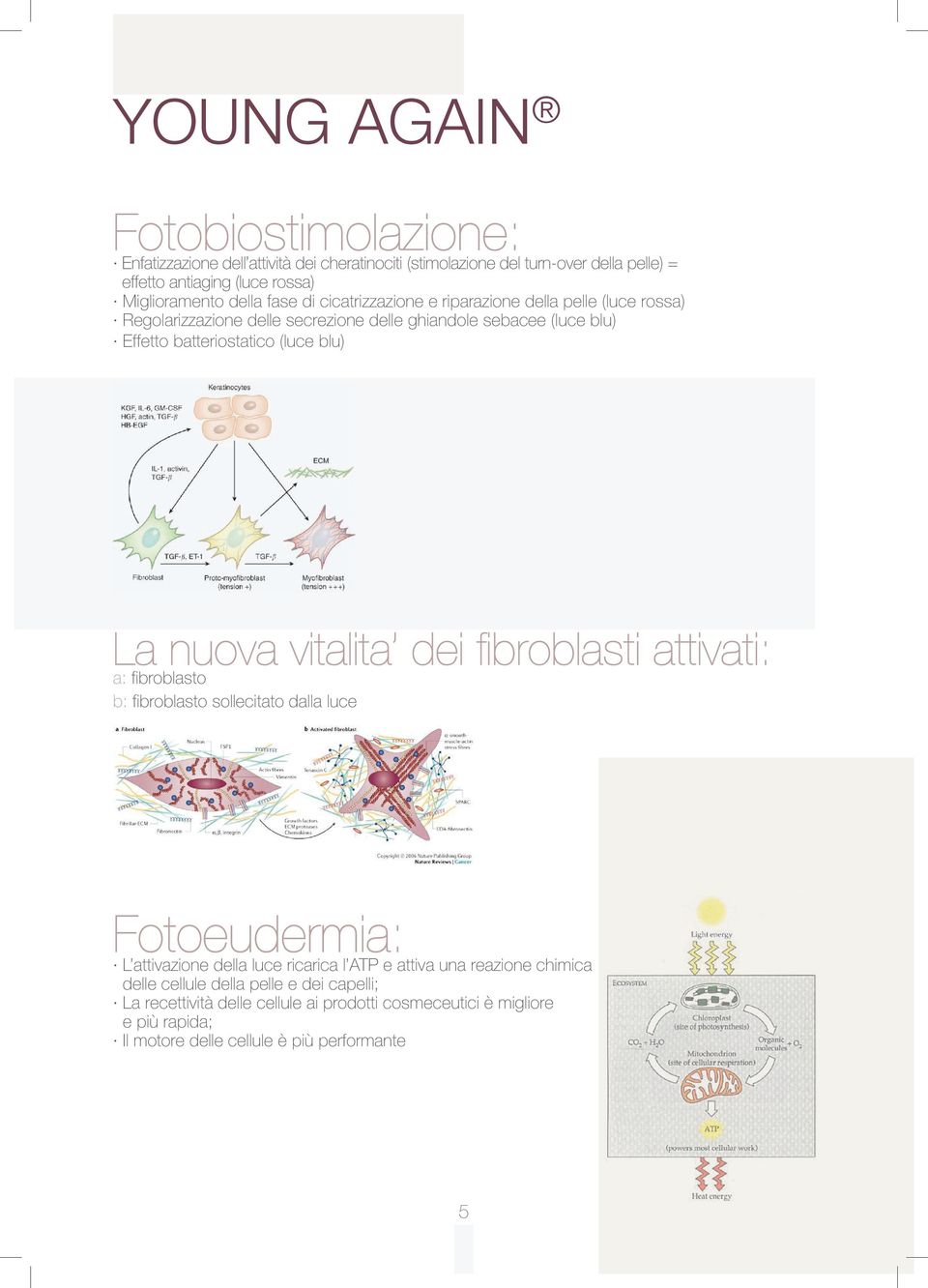 blu) La nuova vitalita dei fibroblasti attivati: a: fibroblasto b: fibroblasto sollecitato dalla luce Fotoeudermia: L attivazione della luce ricarica l ATP e attiva una