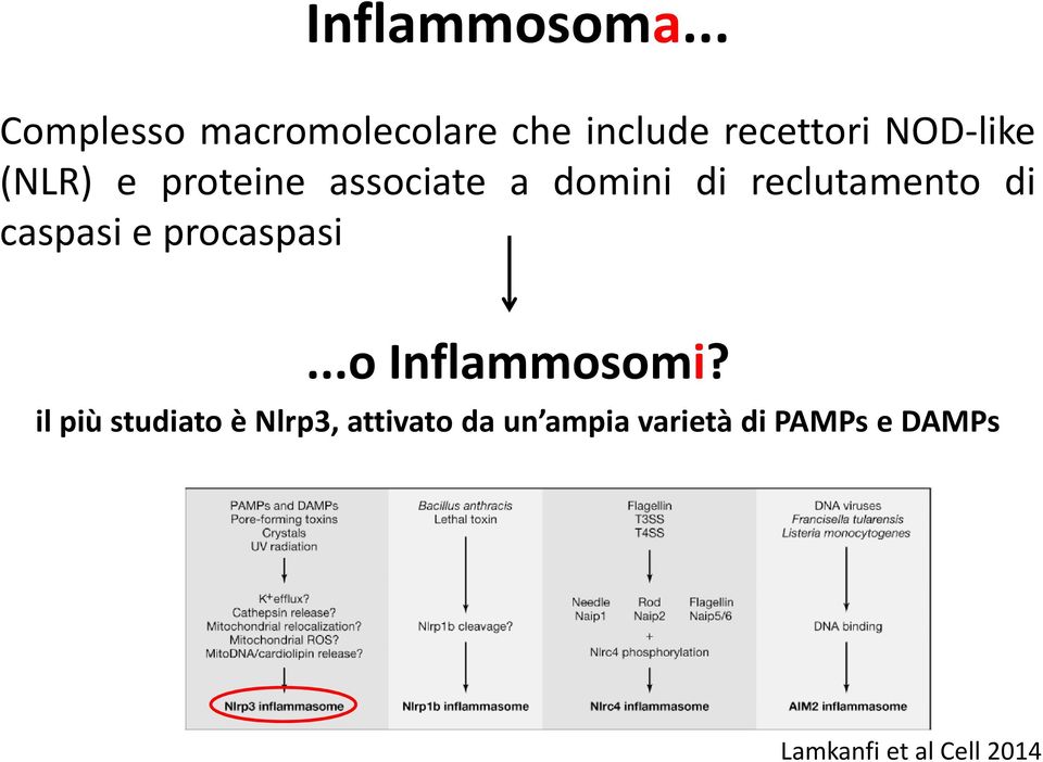 e proteine associate a domini di reclutamento di caspasi e