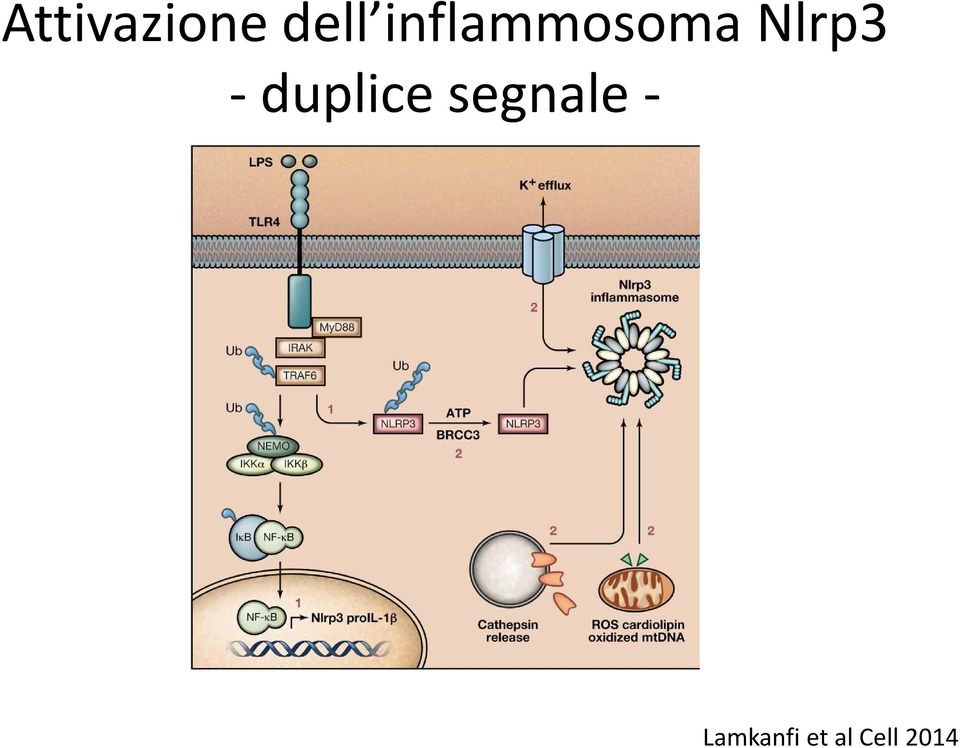 -duplice segnale -