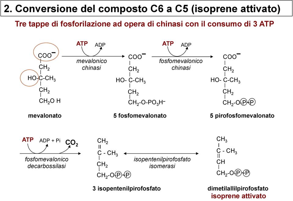 CH 2 CH 2 -O-P~P mevalonato 5 fosfomevalonato 5 pirofosfomevalonato ATP ADP + Pi CO 2 fosfomevalonico decarbossilasi CH 2 II C - CH 3 CH 2