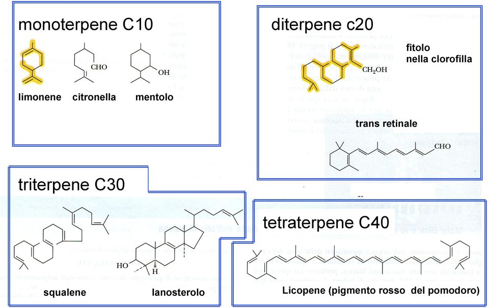 retinale triterpene C30 tetraterpene C40