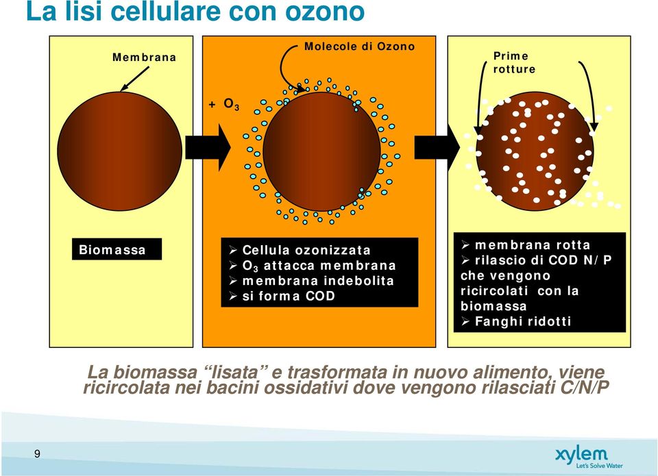 COD N/P che vengono ricircolati con la biomassa Fanghi ridotti La biomassa lisata e