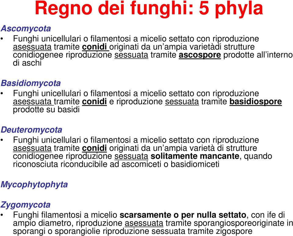 basidiospore prodotte su basidi Deuteromycota Funghi unicellulari o filamentosi a micelio settato con riproduzione asessuata tramite conidi originati da un ampia varietà di strutture conidiogenee