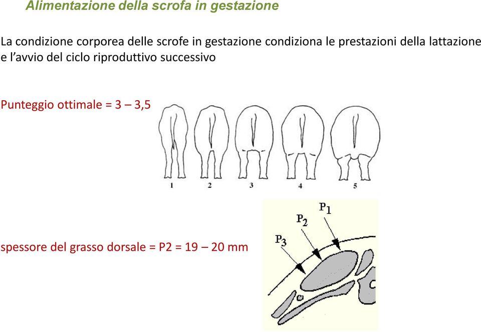 della lattazione e l avvio del ciclo riproduttivo successivo