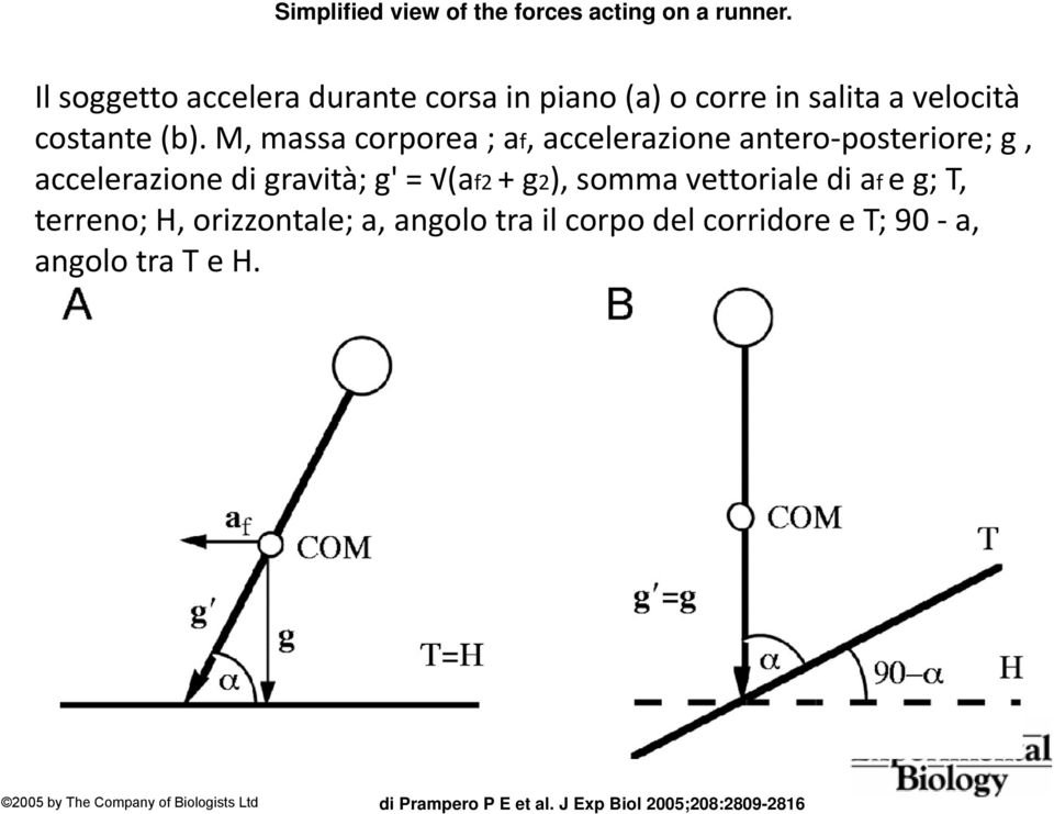 M, massa corporea ; af, accelerazione antero posteriore; g, accelerazione di gravità; g' = (af2 + g2), somma