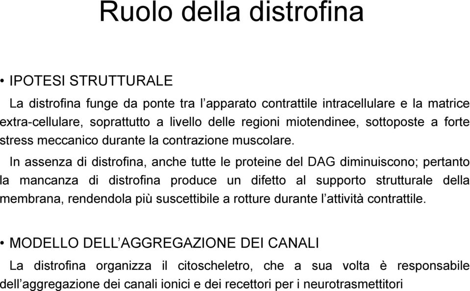 In assenza di distrofina, anche tutte le proteine del DAG diminuiscono; pertanto la mancanza di distrofina produce un difetto al supporto strutturale della membrana,