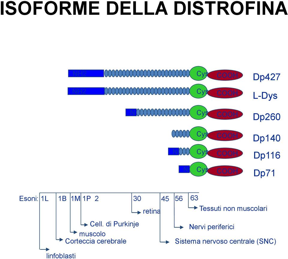 1M 1P 2 30 Cell.