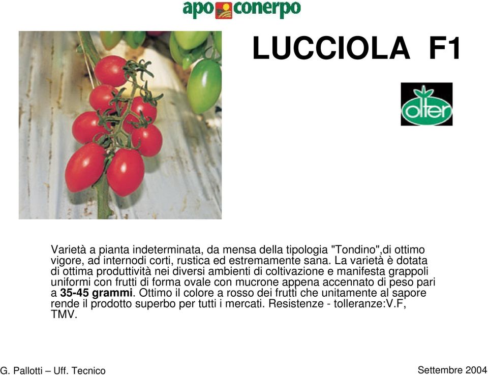 La varietà è dotata di ottima produttività nei diversi ambienti di coltivazione e manifesta grappoli uniformi con frutti