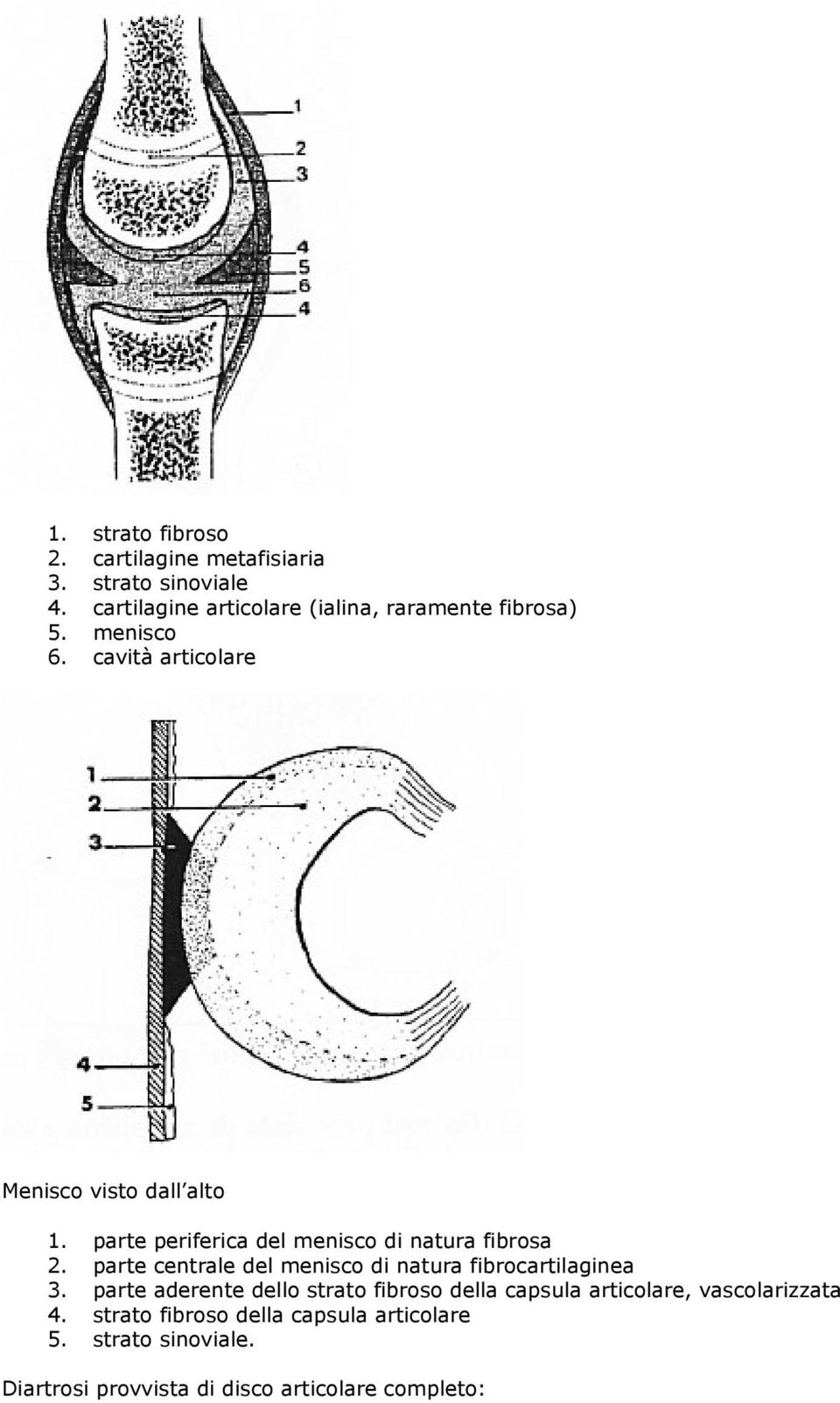parte periferica del menisco di natura fibrosa 2. parte centrale del menisco di natura fibrocartilaginea 3.
