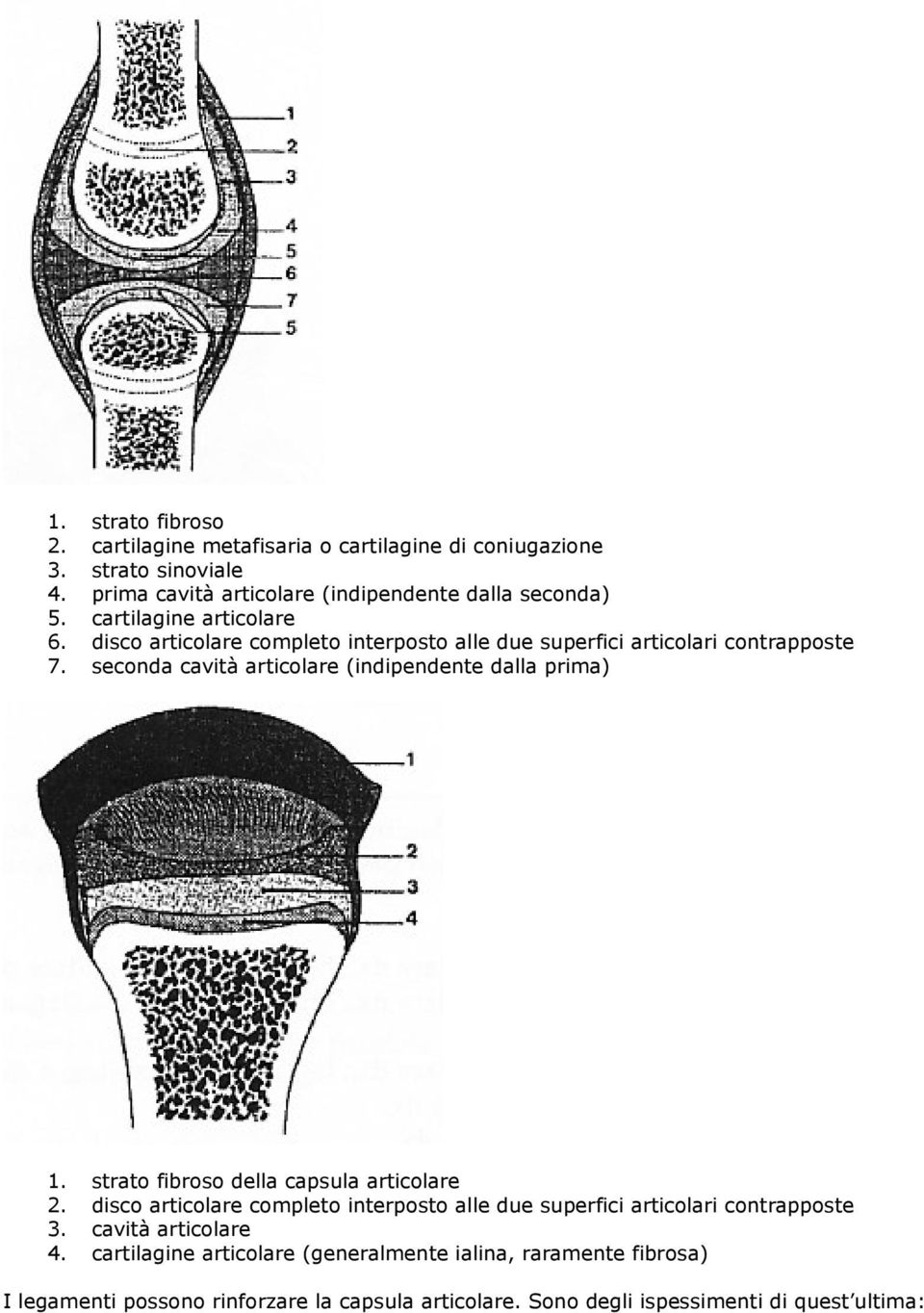 seconda cavità articolare (indipendente dalla prima) 1. strato fibroso della capsula articolare 2.