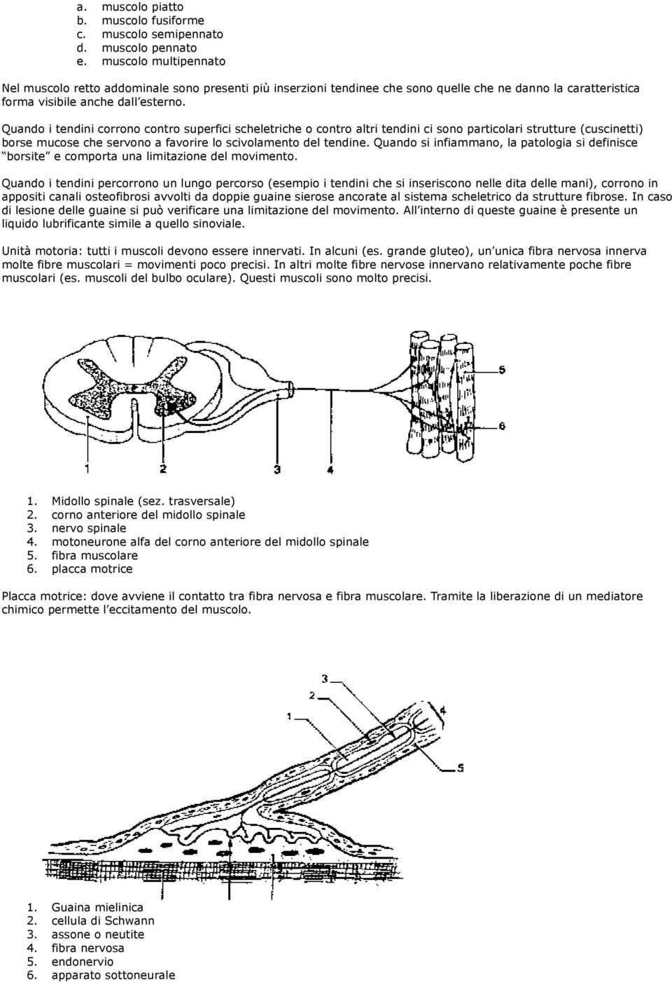 Quando i tendini corrono contro superfici scheletriche o contro altri tendini ci sono particolari strutture (cuscinetti) borse mucose che servono a favorire lo scivolamento del tendine.