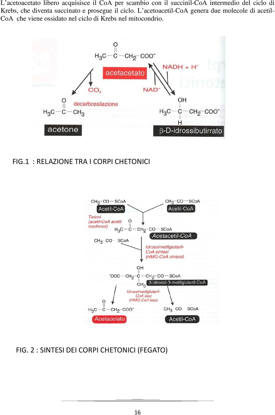 L acetoacetil-coa genera due molecole di acetil- CoA che viene ossidato nel ciclo di