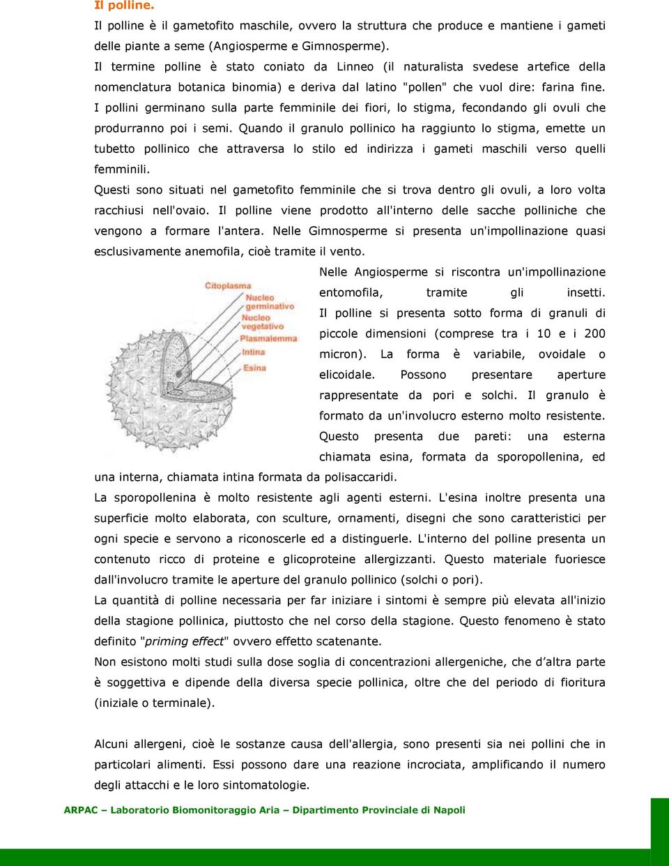 I pollini germinano sulla parte femminile dei fiori, lo stigma, fecondando gli ovuli che produrranno poi i semi.