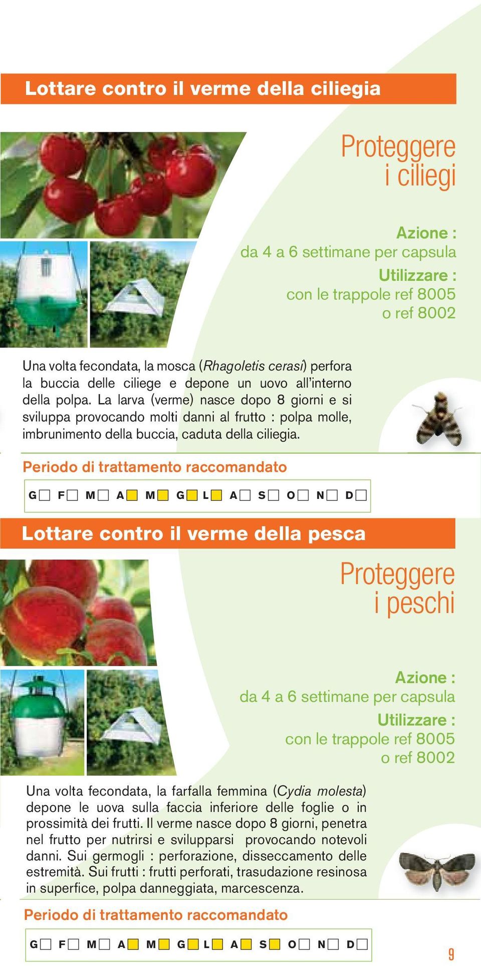 Lottare contro il verme della pesca i peschi con le trappole ref 8005 o ref 8002 Una volta fecondata, la farfalla femmina (Cydia molesta) depone le uova sulla faccia inferiore delle foglie o in