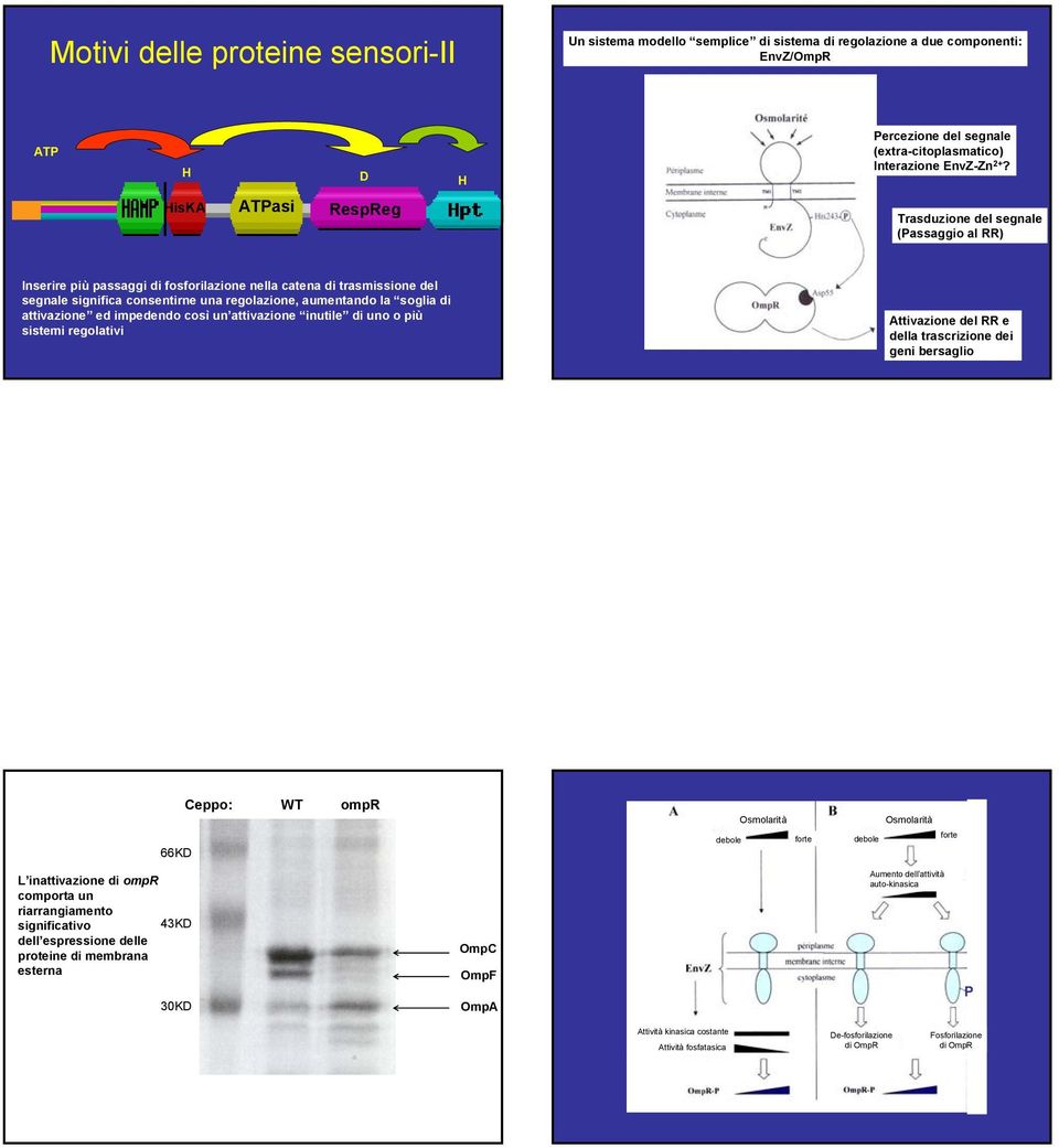 attivazione ed impedendo così un attivazione inutile di uno o più sistemi regolativi Attivazione del RR e della trascrizione dei geni bersaglio 66KD Ceppo: WT ompr debole Osmolarità forte Osmolarità