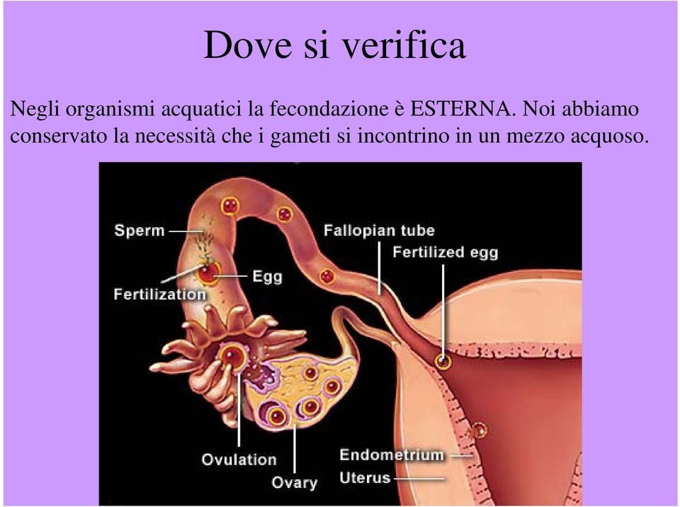 Noi abbiamo conservato la necessità