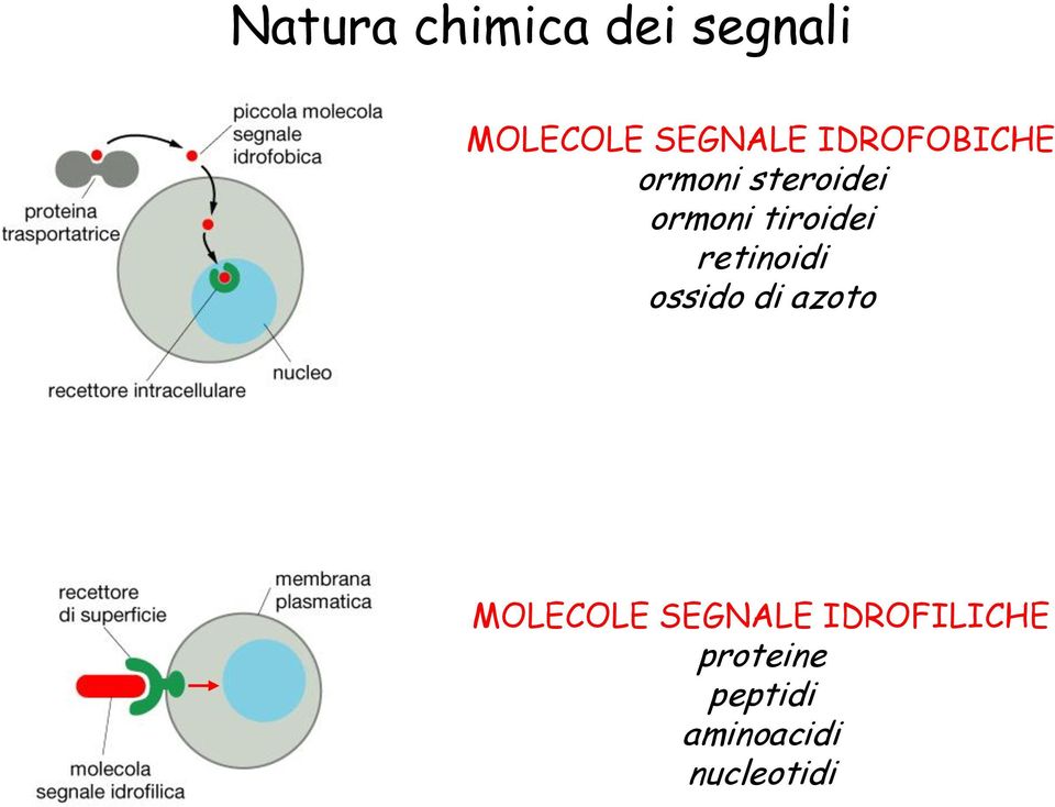 retinoidi ossido di azoto MOLECOLE SEGNALE