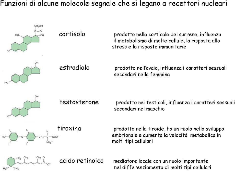 testosterone prodotto nei testicoli, influenza i caratteri sessuali secondari nel maschio tiroxina prodotto nella tiroide, ha un ruolo nello sviluppo