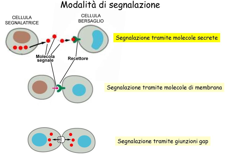 secrete Molecola segnale Recettore Segnalazione