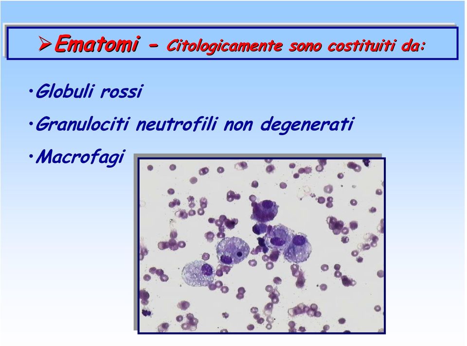 Globuli rossi Granulociti