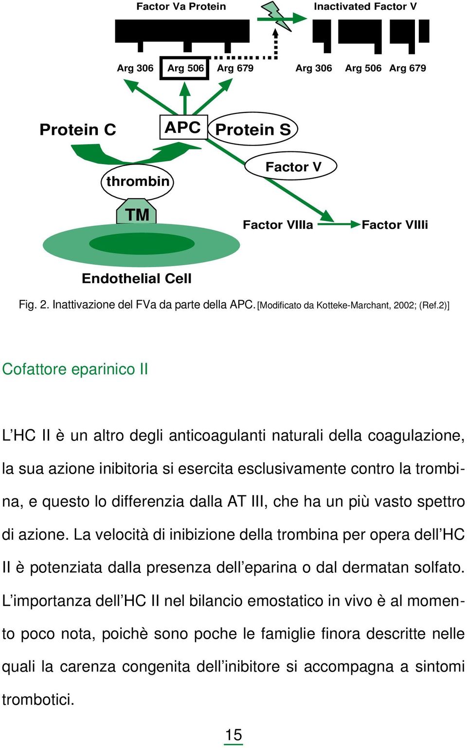 2)] Cofattore eparinico II L HC II è un altro degli anticoagulanti naturali della coagulazione, la sua azione inibitoria si esercita esclusivamente contro la trombina, e questo lo differenzia dalla