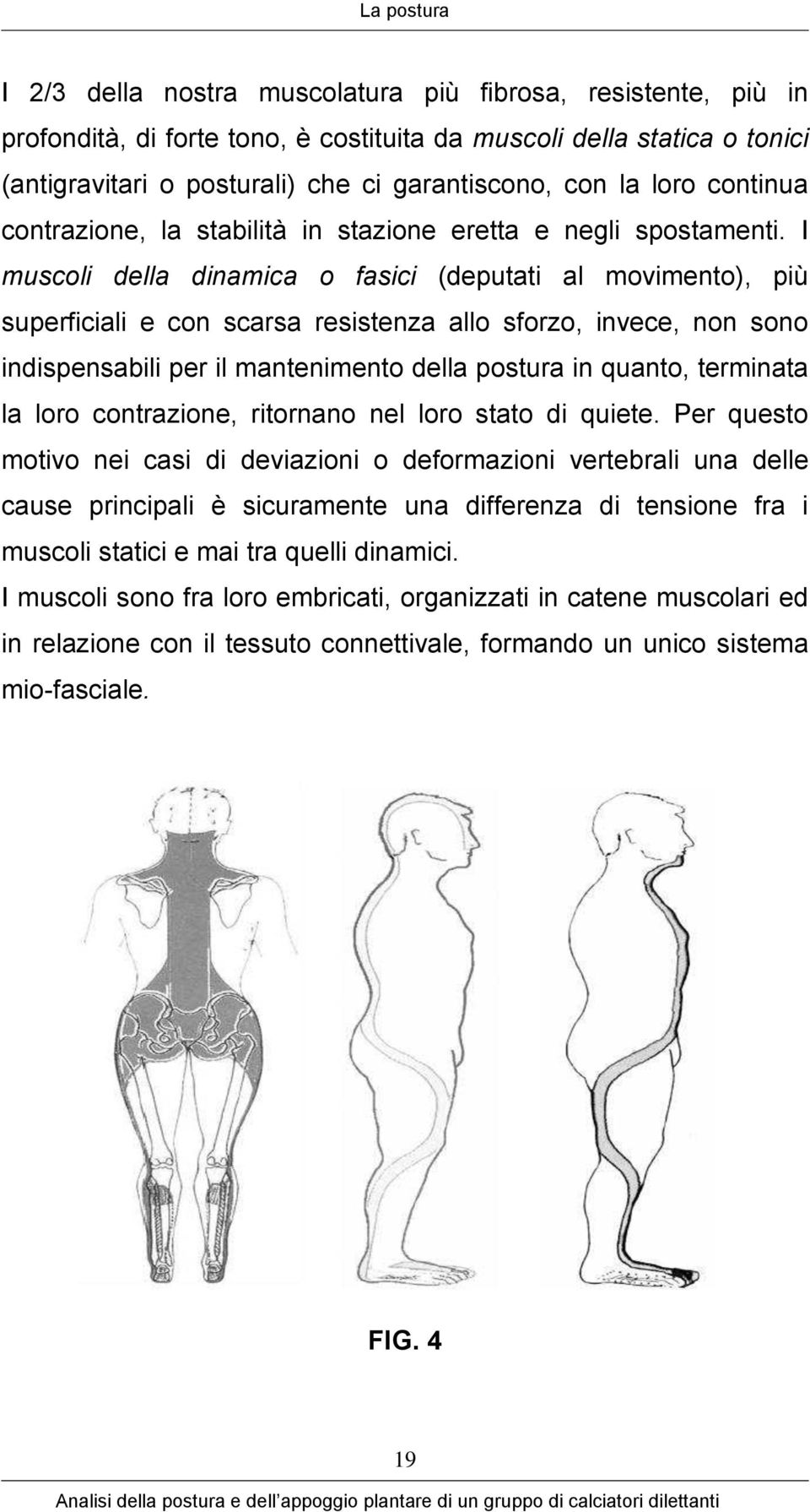 I muscoli della dinamica o fasici (deputati al movimento), più superficiali e con scarsa resistenza allo sforzo, invece, non sono indispensabili per il mantenimento della postura in quanto, terminata