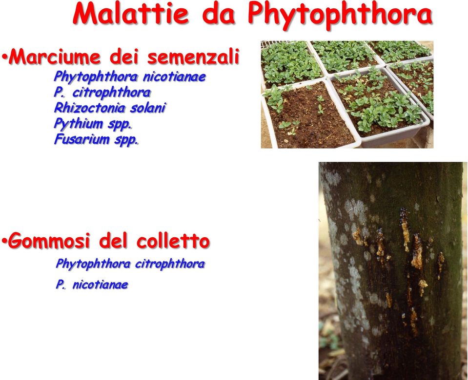citrophthora Rhizoctonia solani Pythium spp.